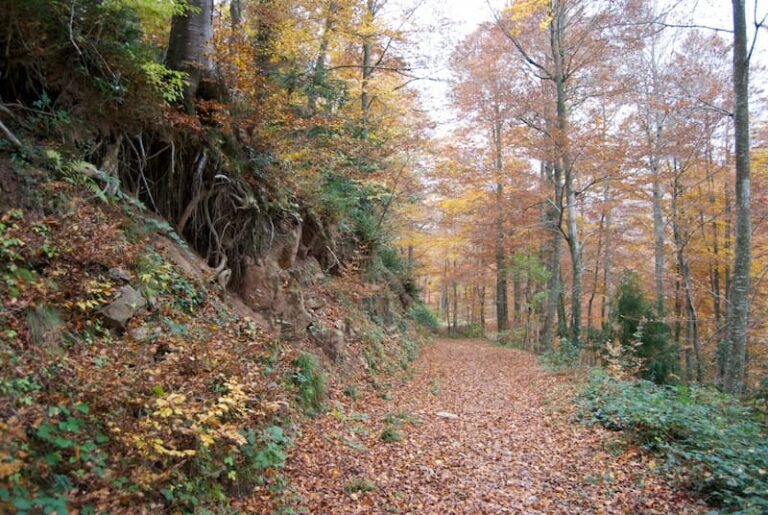 Fageda de la Grevolosa